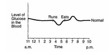 Explain, using complete sentences, the trend in levels of blood glucose from 11:00 a-example-1