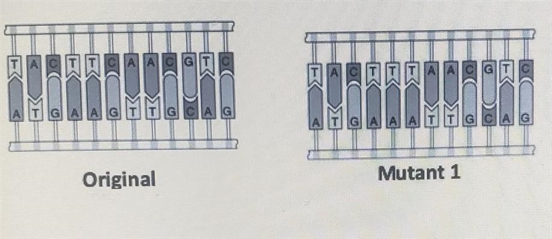 PLEASE HELPPP in the image above what kind of mutation is being shown a)insertion-example-1