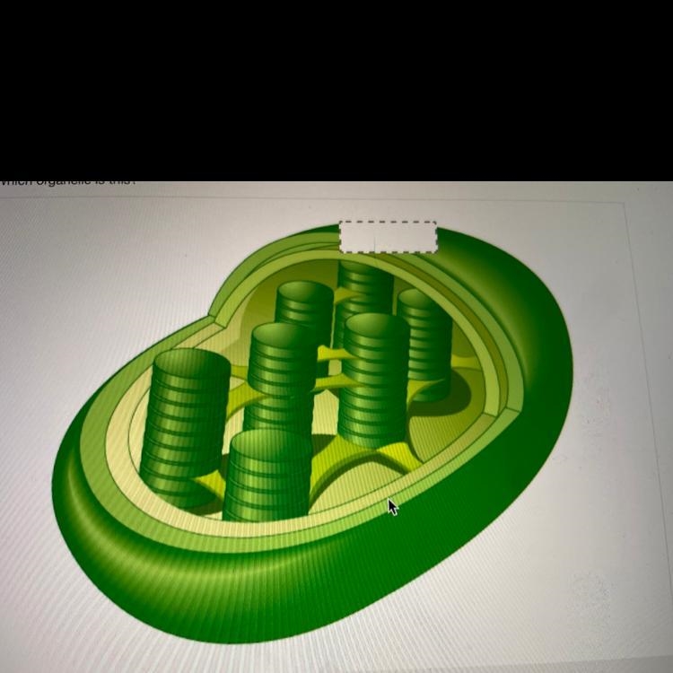 Which organelle is this?-example-1