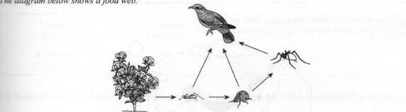 Help pls :3 Is the energy transferred to each organism in this food web the same? explain-example-1