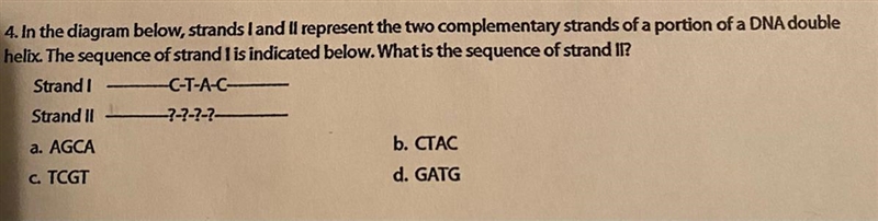 4. in the diagram below strand 1 and 2 to represent the two complementary strand a-example-1