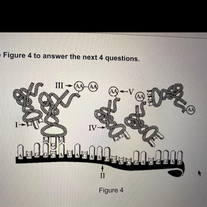 Structure 2 in figure four represents a A. mRNA B. tRNA C. rRNA D. DNA molecule Need-example-1