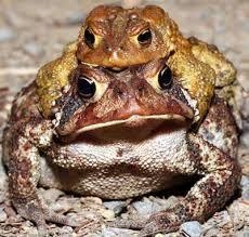 What is a structure and behavior of an American toad or adaptations of american toad-example-1