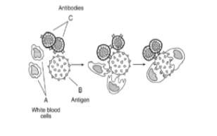 4. The diagram below represents one possible immune response that can occur in the-example-1