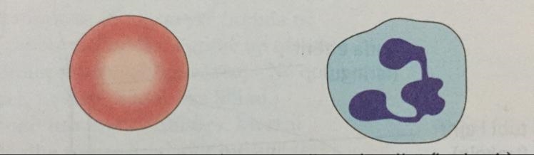 The first is red cell (erythrocyte) the second is white cell (leukocyte) b) Which-example-1