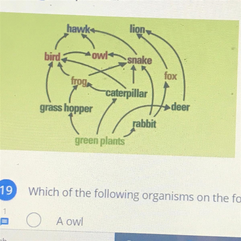 Which of the following organisms on the food web shown above is a primary consumer-example-1