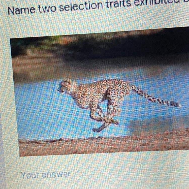 Name two selection traits exhibited by this animal-example-1