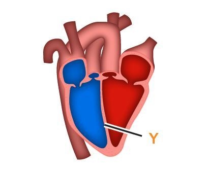 The diagram shows the heart of a bird. What is the function of the structure labeled-example-1