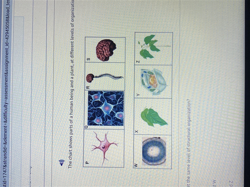Which pair is at the same level of structural organization? A.P and W B.Q and Z C-example-1