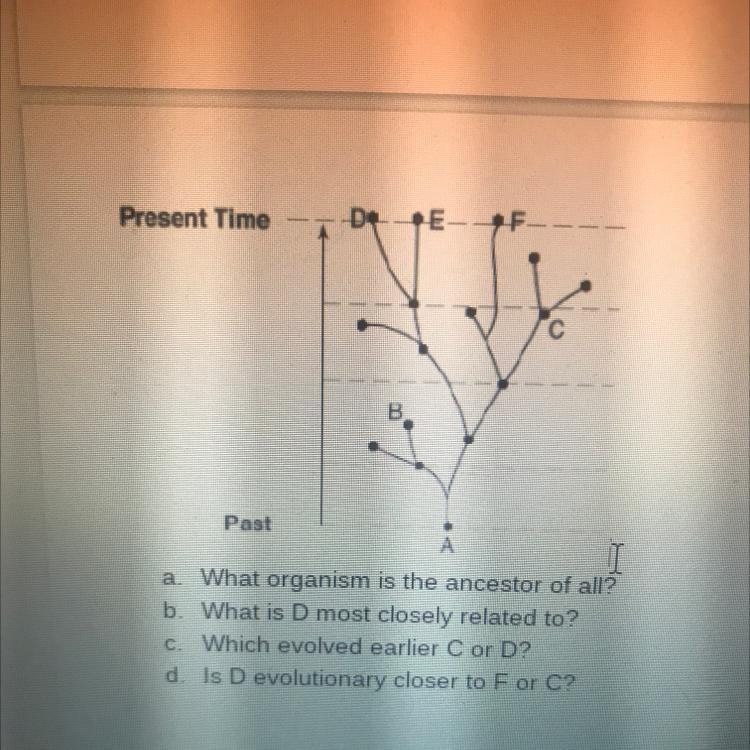 A What organism is the ancestor of all? b. What is D most closely related to? c. Which-example-1