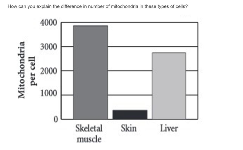 How can you explain the difference in number of mitochondria in these types of cells-example-1