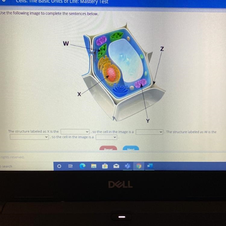 The structure labeled as x is the ____ so the cell in the image is a ____ the structure-example-1