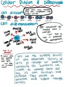 Cell Differentiation and Specialization Project: Modeling Cellular Division and Differentiation-example-1