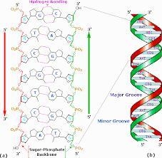 The picture below is associated with which biomolecule? Group of answer choices nucleic-example-1