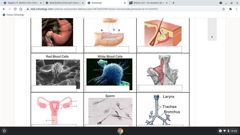 Please Help its Biology-example-1