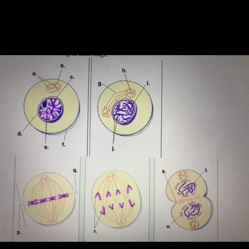 Label and describe the following stages of the cell cycle A B C D E F G H I J K L-example-1