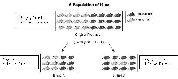 PLEASE ANSWER QUICK Which statement best explains the difference in the mouse populations-example-1