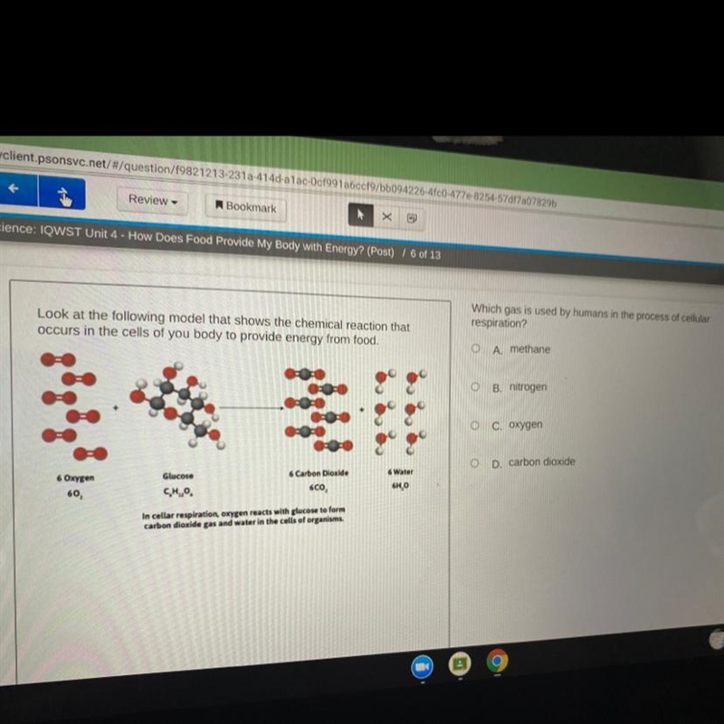 Which gas is used by humans in the process of cellular respiration?-example-1