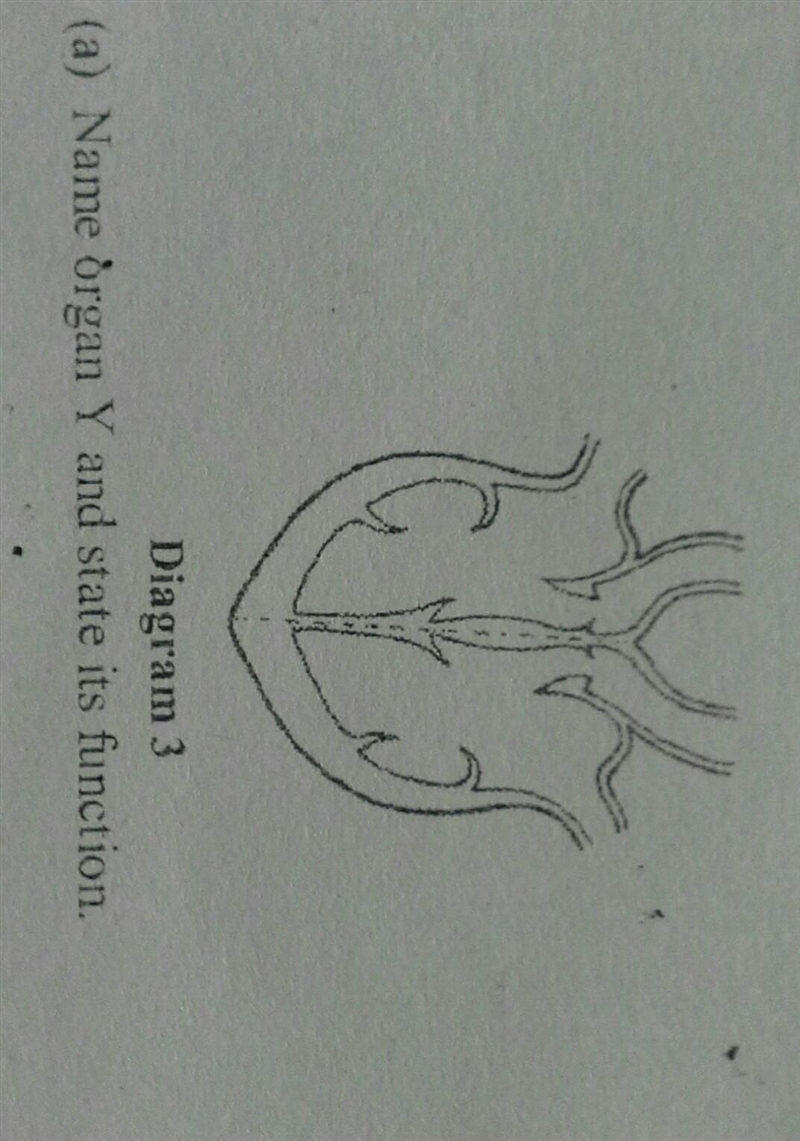 What is the function of the organ and the tissues which make up this organ?​-example-1