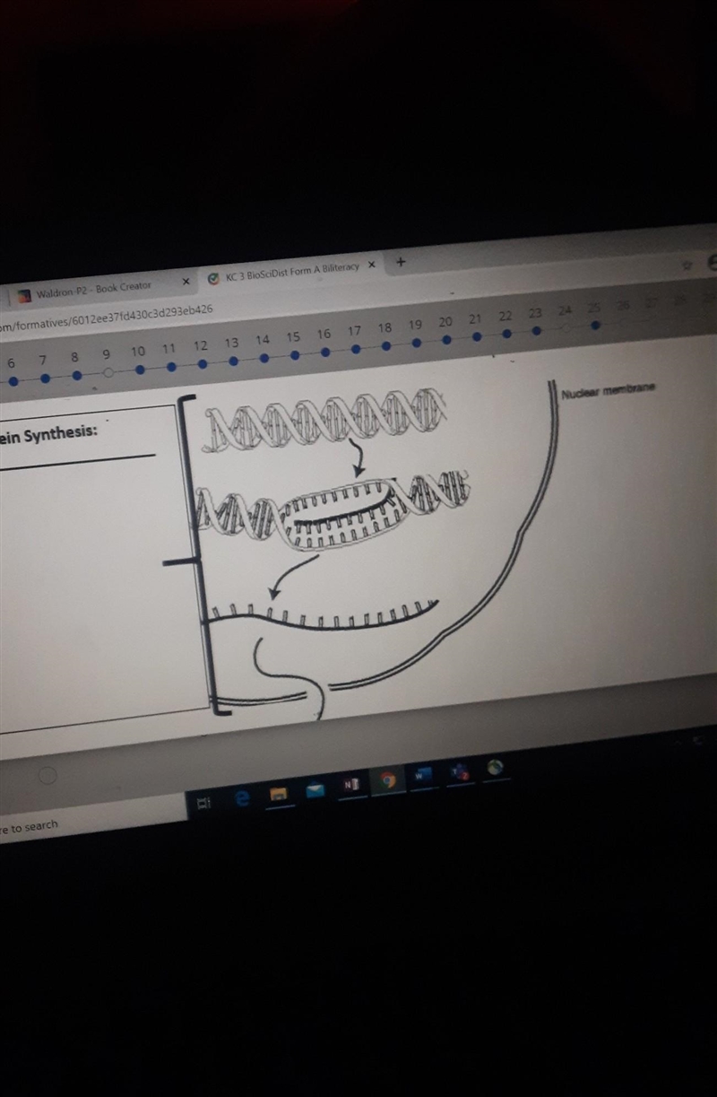 PLEASE HELP I'll love you forever This is a picture of step 1 of protein synthesis-example-1