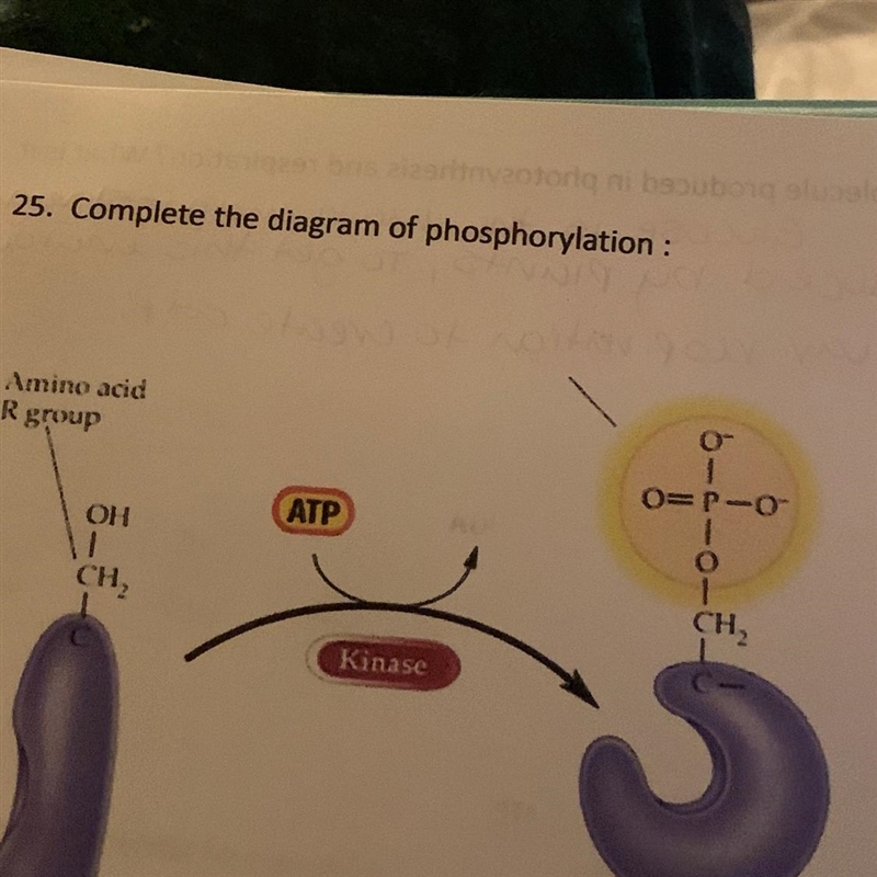 25. Complete the diagram of phosphorylation : Please help I have no idea what to do-example-1