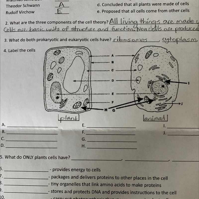 Label the cells. please helpppp i just need #4-example-1