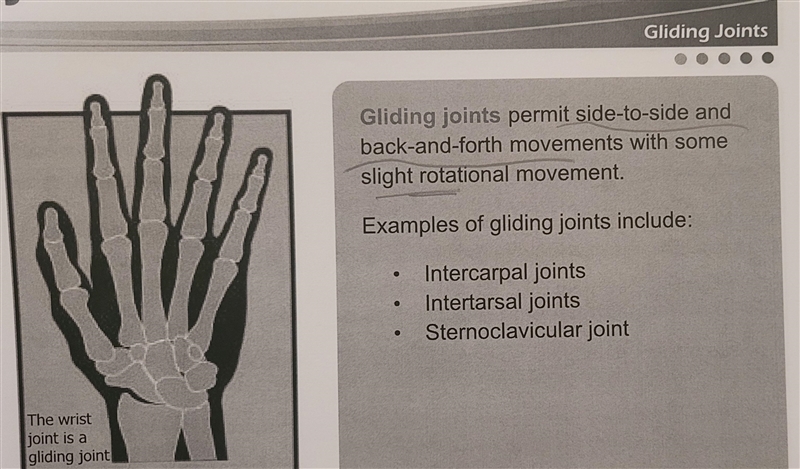 Which type of joint permits side-to-side and back-and-forth movements with some slight-example-2