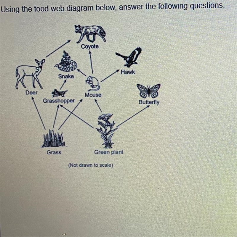 Using the ecosystem model above, develop a constructed response of whether energy-example-1