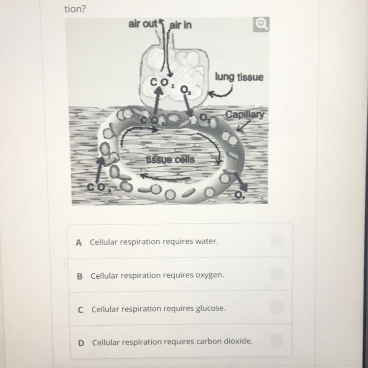 Which of the following is an important connec- tion between breathing and cellular-example-1