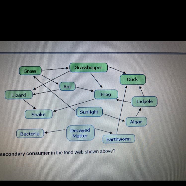 Which of the following is a secondary consumer in the food web shown above? A. tadpole-example-1