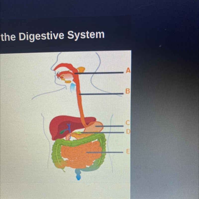 Anyone wanna help me with the structures of the digestive system ?-example-1