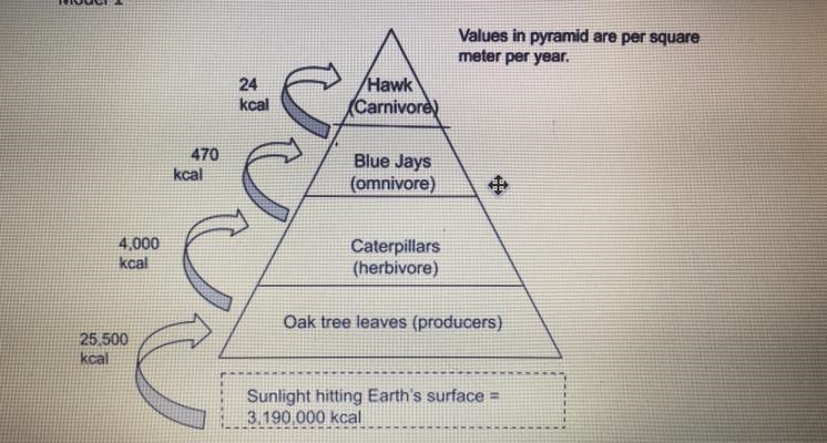 describe how the consumer in one level of the pyramid obtain energy from the organism-example-1