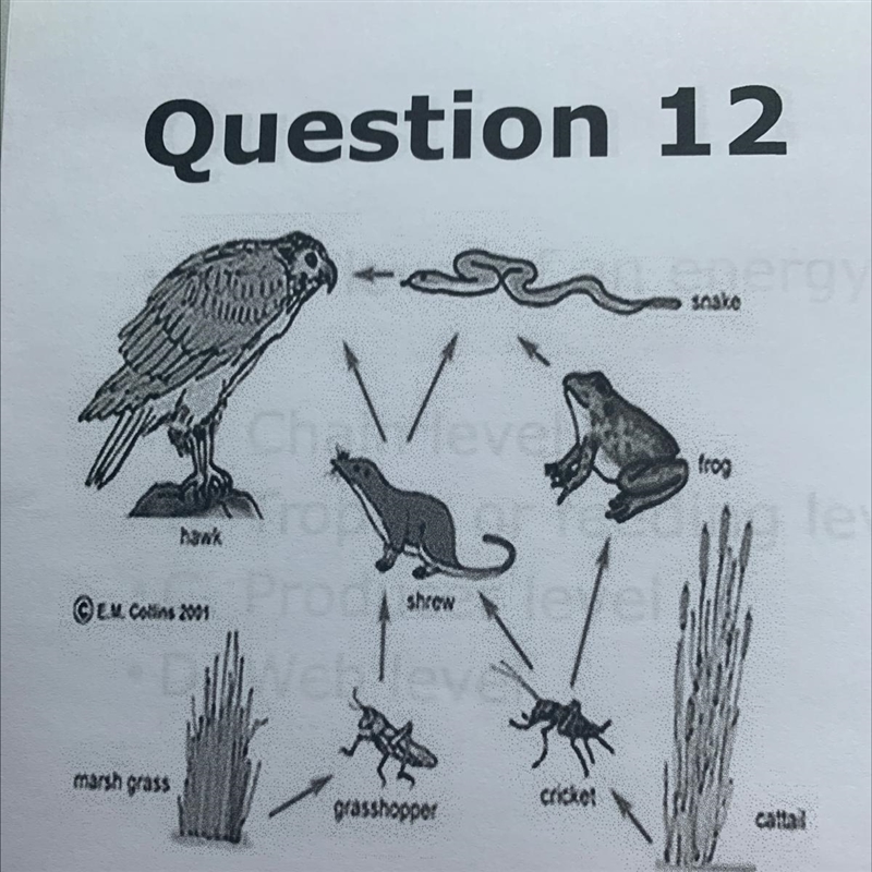 Question 12 If an insecticide reduced the population of grasshoppers , what would-example-1