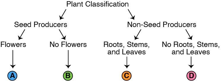 Which plant would BEST fit is spot A on this plant classification diagram? A) algae-example-1