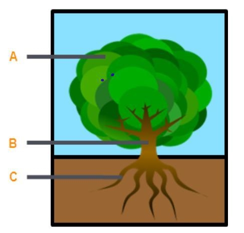 Dentify the plant organs seen in the drawing. A B C-example-1