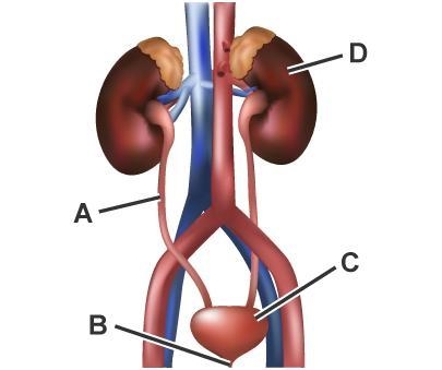 Identify the functions of the labeled parts.-example-1