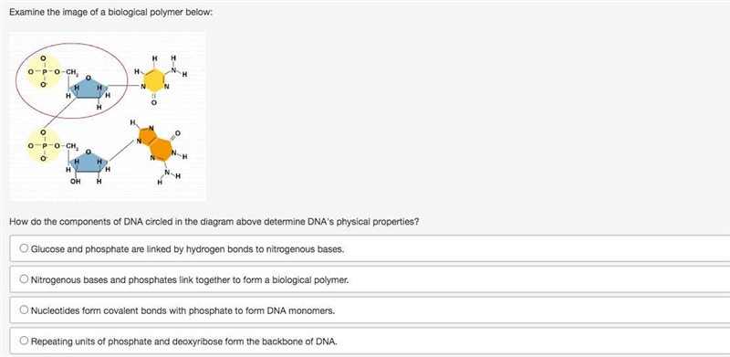 PLEASE HELP 100 POINTS How do the components of DNA circled in the diagram above determine-example-1