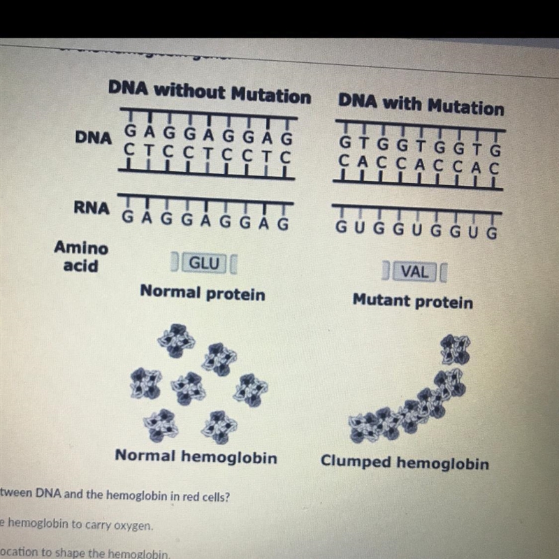 Normal hemoglobin Which statement explains the relationship between DNA and the hemoglobin-example-1