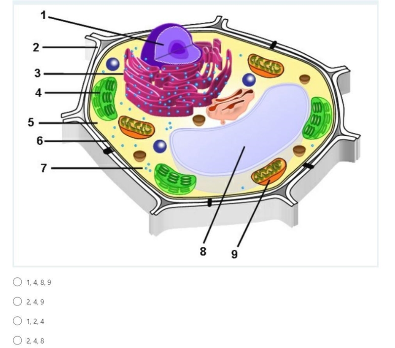 Which structures differentiate plant cells from animal cells?-example-1