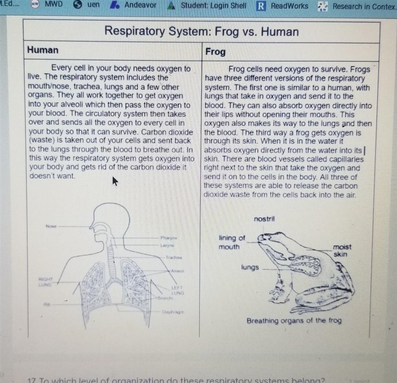 20. Describe the differences between the respiratory system of frogs and the respiratory-example-1