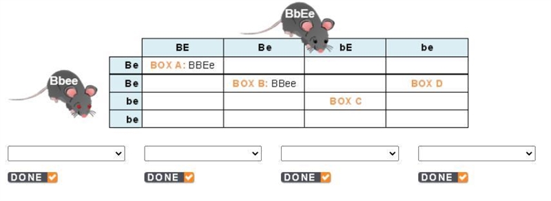 PLEASE HELP In boxes A and B, the genotypes are shown for you. You need to determine-example-1