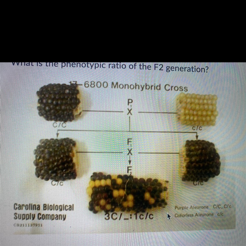 HELP!!! Question 3 (2 points) What is the phenotypic ratio of the F2 generation?-example-1