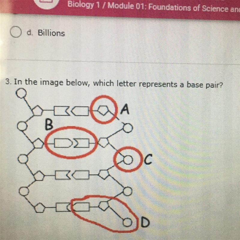 3. In the image below, which letter represents a base pair? otA B 30 D-example-1