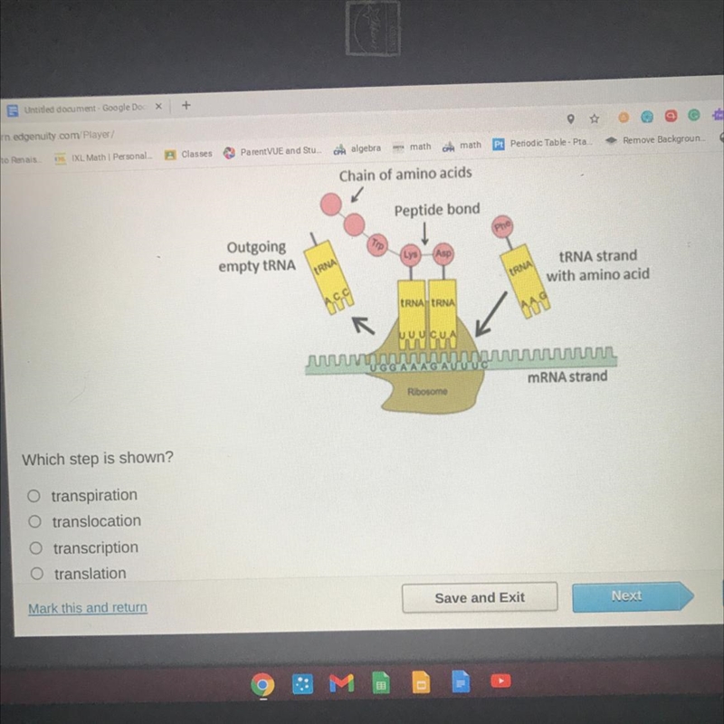 This diagram shows one step in the process of protein synthesis-example-1