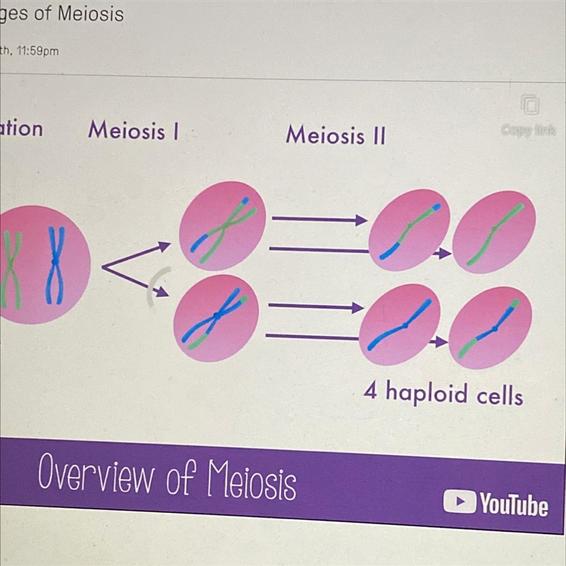 Meiosis creates A. 2 daughter cells B. 4 gametes-example-1