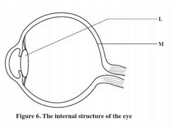 Label the eye, thank you​-example-1