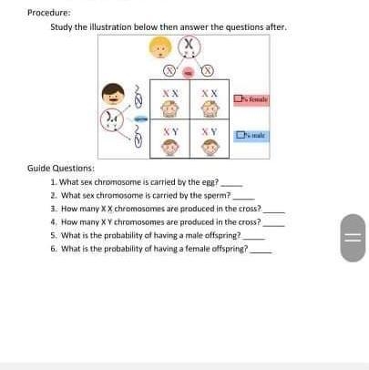 What sex chromosome is carried by the egg?-example-1