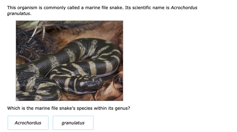 NO LINKS AND NO GUESSES I WANT A COMPLETE ANSWER Which is the marine file snake's-example-1