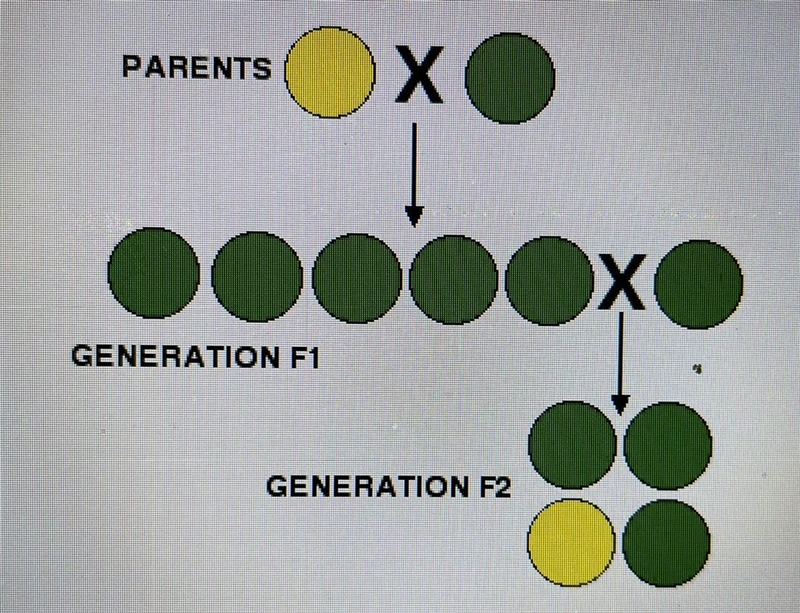 What is the genotype ratio of the F2 plants?-example-1