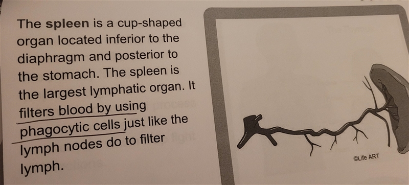 Which of the following filters blood by using phagocytic cells?-example-2